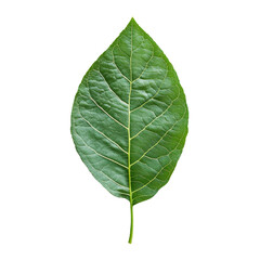 Obraz premium Fresh green leaf resting on a transparent background showcasing its texture and vibrant color in natural light, fresh green leaf on transparent backgroundfile