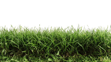 Fototapeta premium A lush green grass field, vibrant and fresh, perfect for outdoor activities or serene nature scenes.