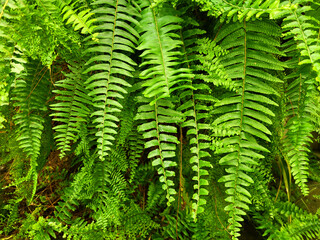 green fern leaves in a tropical greenhouse for jungle, tropical background © just_flowerin