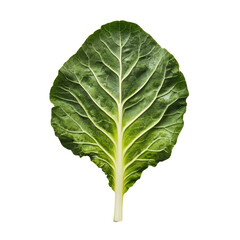 Fresh cabbage leaf displayed on a clean transparent background, showcasing vibrant green color and intricate leaf patterns, cabbage leaf on transparent background