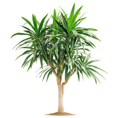 Fototapeta premium Pandanus palm tree with vibrant green leaves isolated on a transparent background, showcasing tropical nature, Pandanus Palm isolated on transparent background