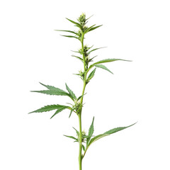 Fototapeta premium Young hemp plant with developing buds in bright lighting against a transparent background, hemp plant with young bud on transparent background