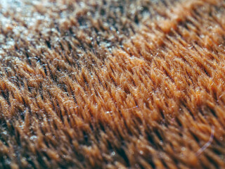Macro of details brown carpet, background and Texture of orange carpet