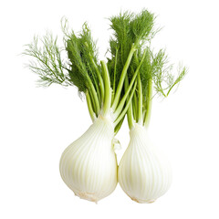 Fresh fennel bulbs with feathery green fronds on a transparent background for culinary use, Fresh fennel on transparent background
