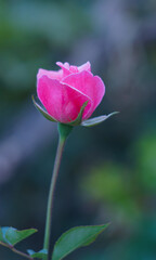 a pink rose is blooming