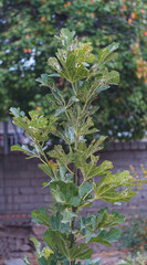 The fig leaf is wormy.