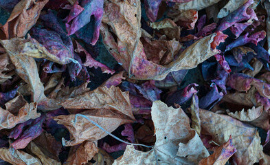The grape leaves have turned yellow and red.