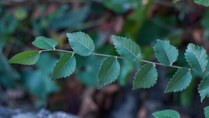 The leaves of the elm stand in rows.
