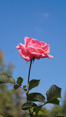 two pink flowers bloomed
