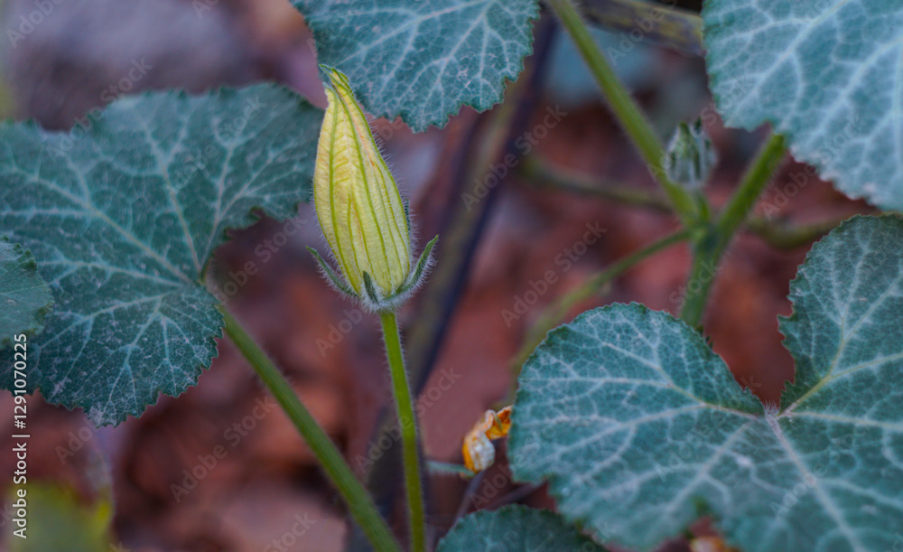 Sticker Unopened pumpkin flower