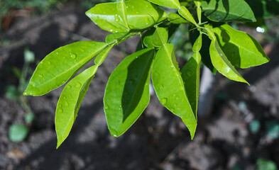 Water in lemon leaves