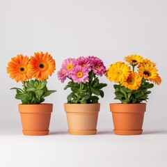 three potted flowers with colorful petals in a row