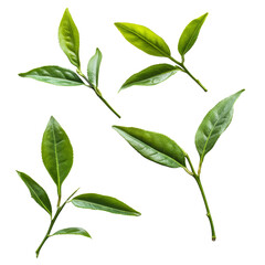 Fototapeta premium Fresh green tea leaves arranged artistically on a clean transparent background for tea preparation, tea leaaves on transparent background