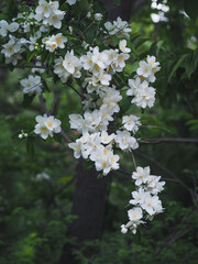 Philadelphus (Mock orange) blooms in spring 