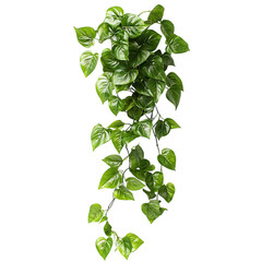 Trailing Pothos Plant with Cascading Green Leaves Isolated on Transparent Background