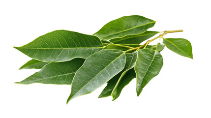 Obraz premium green leaves isolated on white background