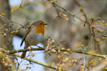Fototapeta premium robin perching on a twig close-up