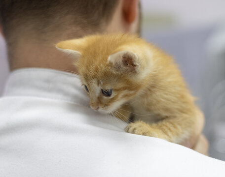 Compassionate veterinarian gently holds a small, homeless kitten on their shoulder. The kitten, with its soft orange fur, finds comfort and safety in the caring embrace of the professional.