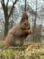 wiewiórka, zwierzak, gryzonie, ssak, charakter, dzika natura, czerwień, bystra, dzika, futro,...