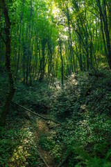 Fototapeta premium Dense forest view at daytime. Carbon neutrality or carbon net zero concept