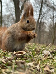 wiewiórka, zwierzak, gryzonie, ssak, charakter, dzika natura, czerwień, bystra, dzika, futro, ogon, jedzenie, bory, zwierzak, drzew, tamias, braun, nakrętka, park, mechaty, zima, śnieg