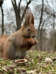 wiewiórka, zwierzak, gryzonie, ssak, charakter, dzika natura, czerwień, bystra, dzika, futro, ogon, jedzenie, bory, zwierzak, drzew, tamias, braun, nakrętka, park, mechaty, zima, śnieg