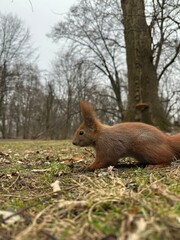 wiewiórka, zwierzak, gryzonie, ssak, charakter, dzika natura, czerwień, bystra, dzika, futro, ogon, jedzenie, bory, zwierzak, drzew, tamias, braun, nakrętka, park, mechaty, zima, śnieg