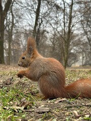 wiewiórka, zwierzak, gryzonie, ssak, charakter, dzika natura, czerwień, bystra, dzika, futro,...