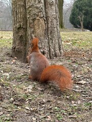 wiewiórka, zwierzak, gryzonie, ssak, charakter, dzika natura, czerwień, bystra, dzika, futro,...