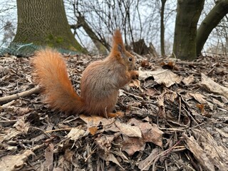 wiewiórka, zwierzak, gryzonie, ssak, charakter, dzika natura, czerwień, bystra, dzika, futro, ogon, jedzenie, bory, zwierzak, drzew, tamias, braun, nakrętka, park, mechaty, zima, śnieg © Happy