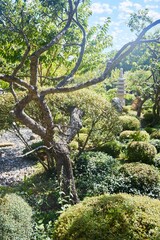 A corner of the Japanese garden. Plants and architecture