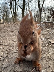 wiewiórka, zwierzak, czerwień, charakter, drzew, dzika natura, gryzonie, dzika, ssak, futro, bory, ogon, park, bystra, nakrętka, mechaty, braun, zwierzak, jesienią, jedzenie, zima, 1, außenaufnahme, d © Happy