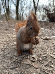 wiewiórka, zwierzak, czerwień, charakter, drzew, dzika natura, gryzonie, dzika, ssak, futro, bory, ogon, park, bystra, nakrętka, mechaty, braun, zwierzak, jesienią, jedzenie, zima, 1, außenaufnahme, d © Happy