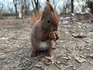 wiewiórka, zwierzak, czerwień, charakter, drzew, dzika natura, gryzonie, dzika, ssak, futro,...