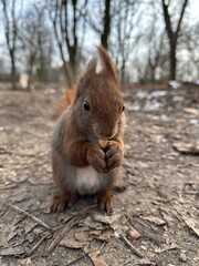 wiewiórka, zwierzak, czerwień, charakter, drzew, dzika natura, gryzonie, dzika, ssak, futro, bory, ogon, park, bystra, nakrętka, mechaty, braun, zwierzak, jesienią, jedzenie, zima, 1, außenaufnahme, d © Happy