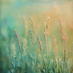 Fototapeta premium Golden Grass Field at Sunset