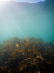 Kelp seaweed on the ocean floor. © AlexandraDaryl