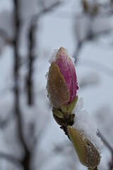 Pink magnolia flower bud in the snow on a branch of a tree. Beautiful spring flowers in the snow. Early spring. Selective focus.