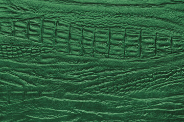 Crocodile genuine leather structure texture macro, green colored leatherette surface with metallic, pearlescent effect. Reptile skin close up, macro background, wallpaper, backdrop