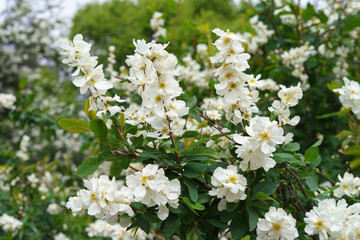 Flowering bush of exohorda in botanical garden, outdoor. Branches with white flowers macro, close up. Ornamental garden, decorative plant breeding, landscape design element