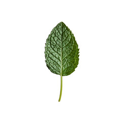 Fototapeta premium A single fresh mint leaf rests on a neutral backdrop, showcasing its vibrant green color and intricate texture, Single fresh mint leaf