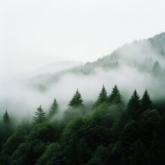 foggy mountain forest landscape