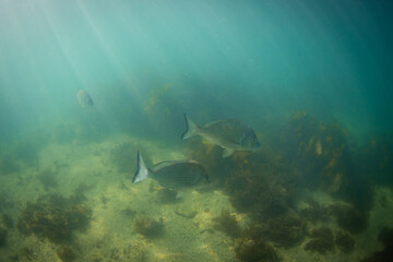 Two fish swimming closely on the ocean.
