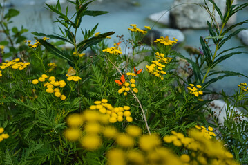 Swiss Mountain Flora: Lush Grass and Vibrant Wildflowers in Scenic Landscapes