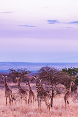 giraffes in the savannah