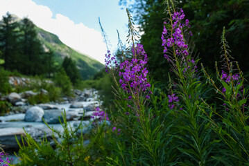 Swiss Mountain Flora: Lush Grass and Vibrant Wildflowers in Scenic Landscapes