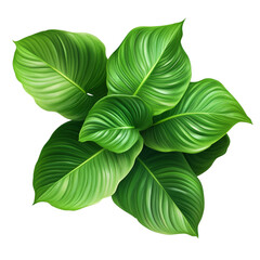 Vibrant green leaves of the Homalomena Rubescens PNG plant showcasing lush foliage in a botanical setting, Green leaves of Homalomena plant Rubescens PNG transparent
