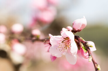 Peach flowering trees in gardens in spring