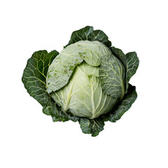 Fototapeta premium Fresh green cabbage on a clean transparent background ready for cooking or salad preparation any time of the year, Fresh cabbage on transparent background