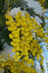Mimosa in the snow. Yellow flowers in the snow.